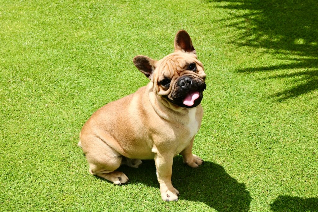  French bulldog fawn pug on green grass field during daytime