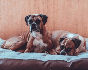 two tan boxer dogs