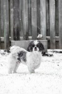 white and black long coat small dog on snow covered ground during daytime shih tzu