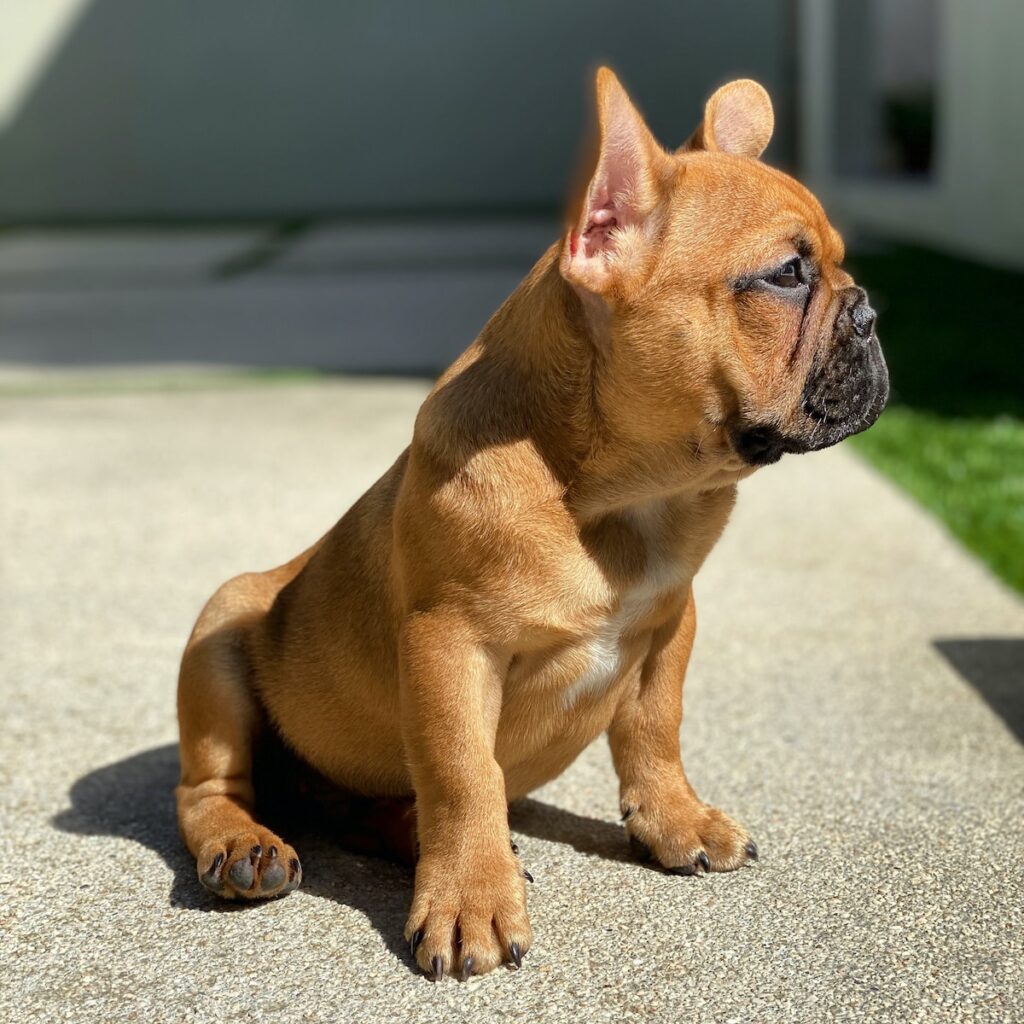 tan short-coated puppy