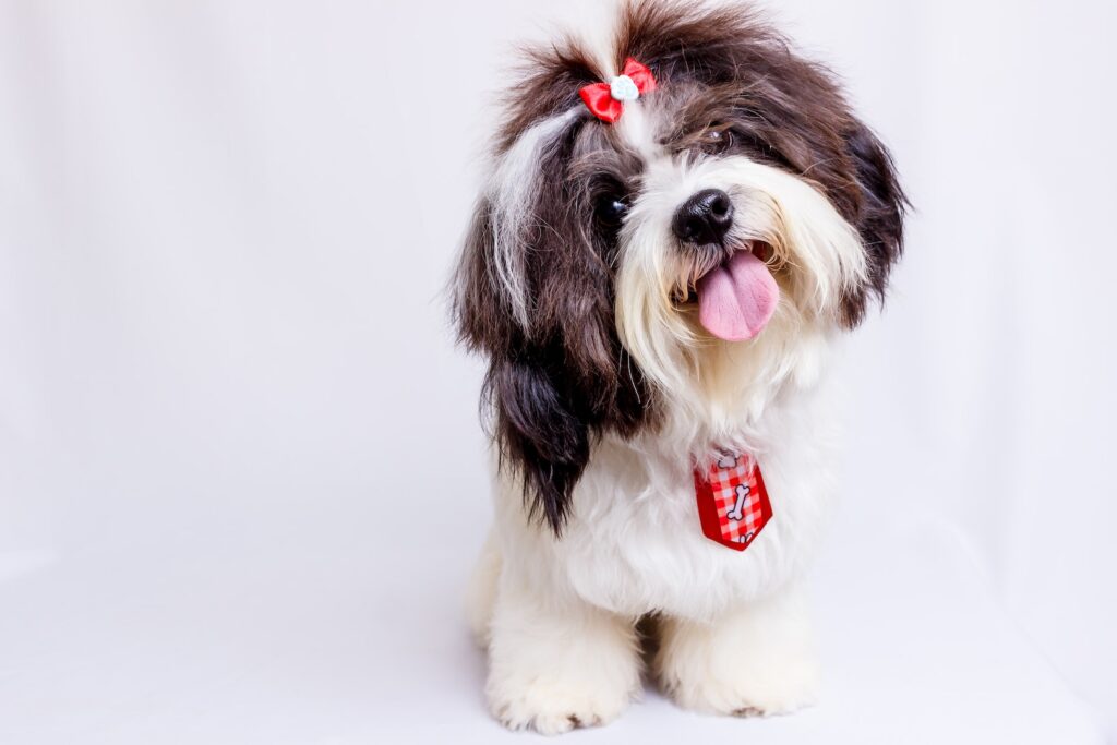 shih tzu a brown and white dog with a red bow on it's head