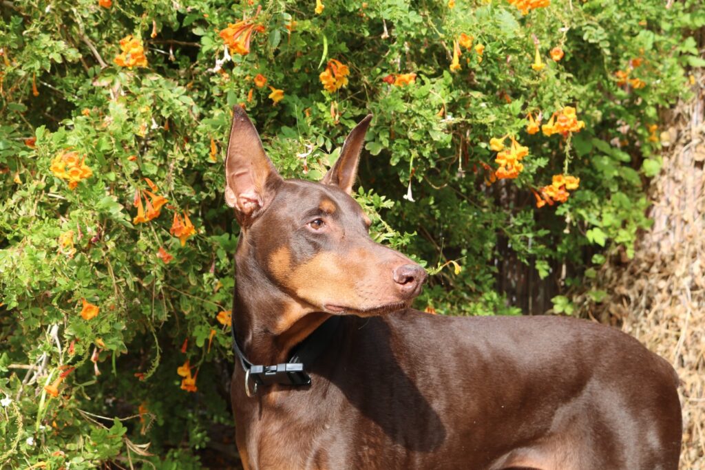 Red Doberman Pinscher Colors a brown and black dog standing in front of a bush