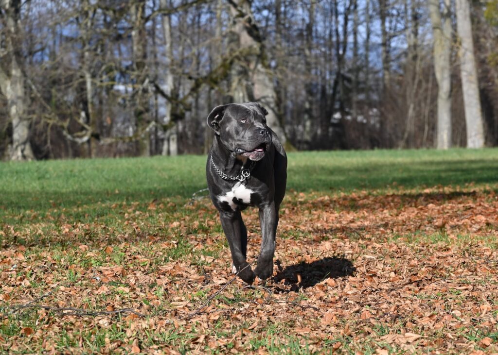 a black and white cane Corso dog running through a leaf covered field