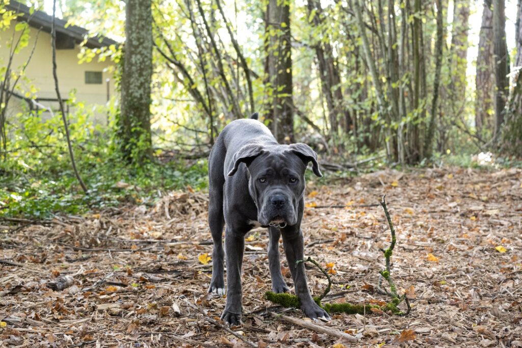a cane Corso black dog standing on top of a leaf covered forest